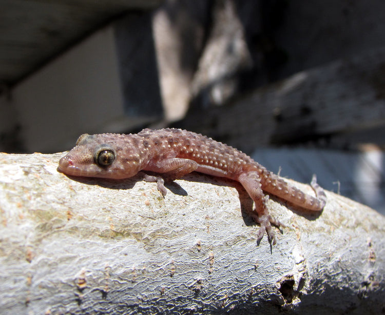 House Gecko