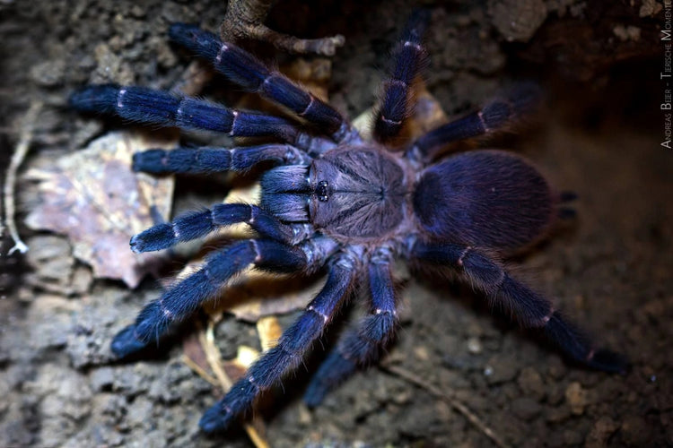 Tarantula - Blue Panay Earth Tiger