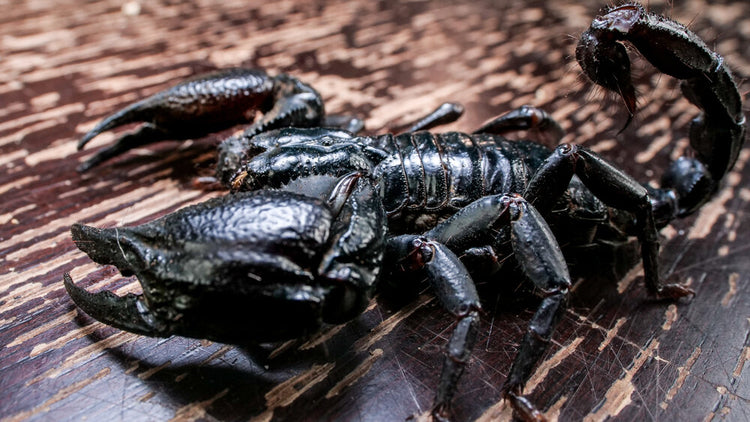Scorpion - Asian Black Forest