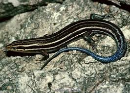 Ameiva Rainbow Racerunner