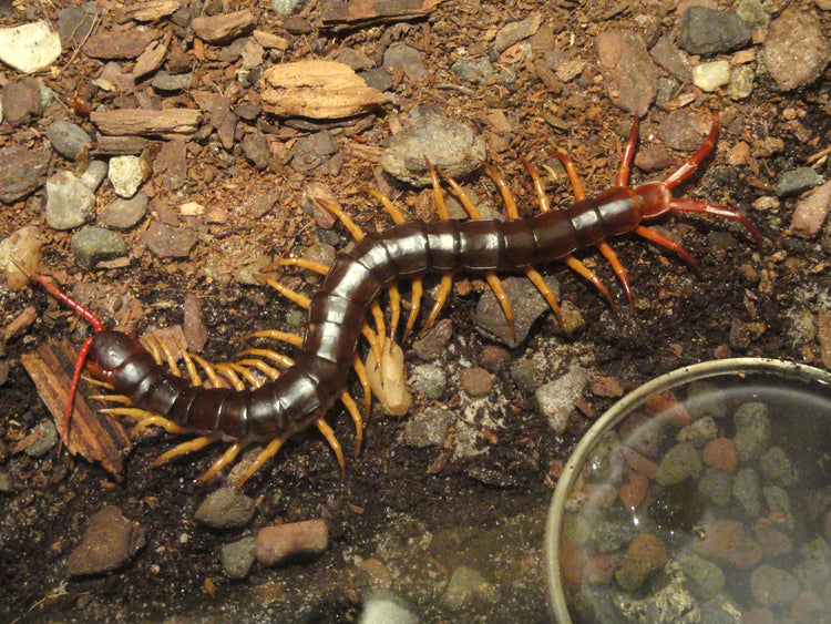 Centipede - Vietnamese