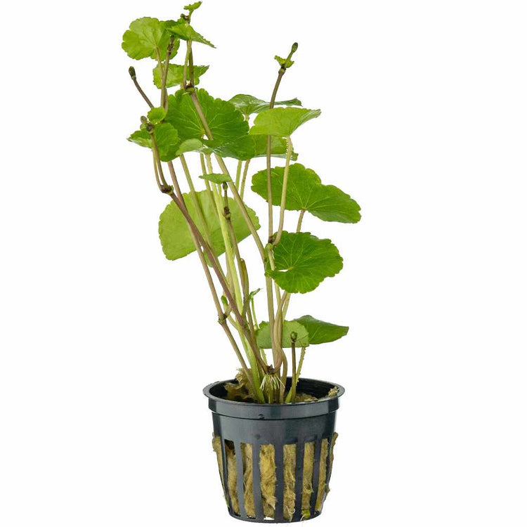 Pennywort-Aquatic Plant