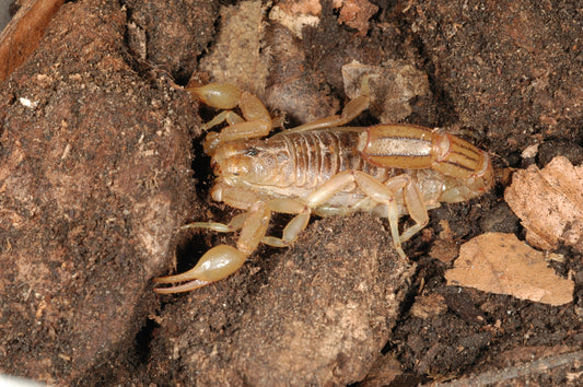 Scorpion - Desert Striped Tail
