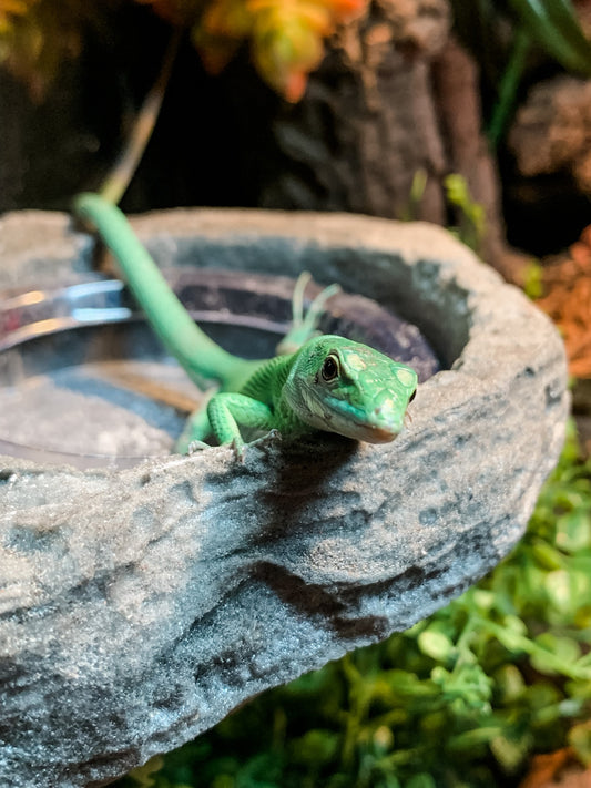 Green Keeled Lizard