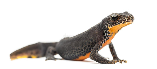 Indian Alpine Newt