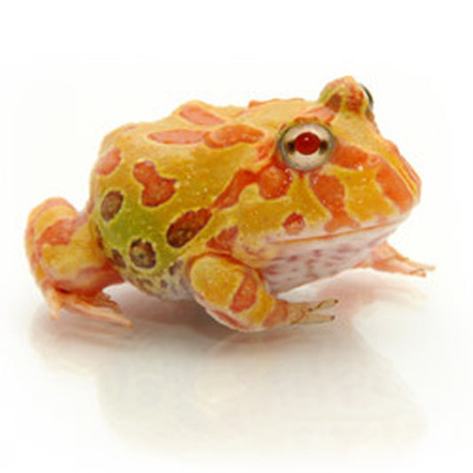 Pac Man Frog