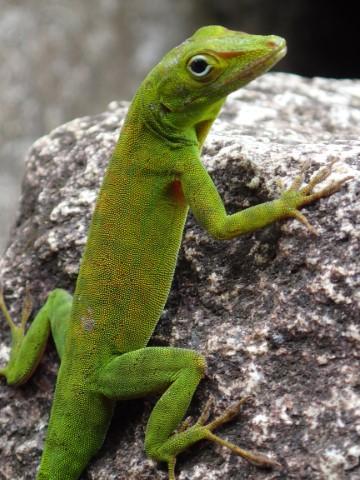 Brown/Green Anole