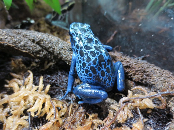 Azureas Dart Frog