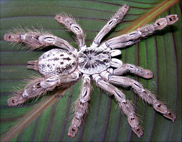 Tarantula - Togo Starburst Baboon