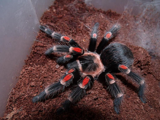 Tarantula - Mexican Flame Knee