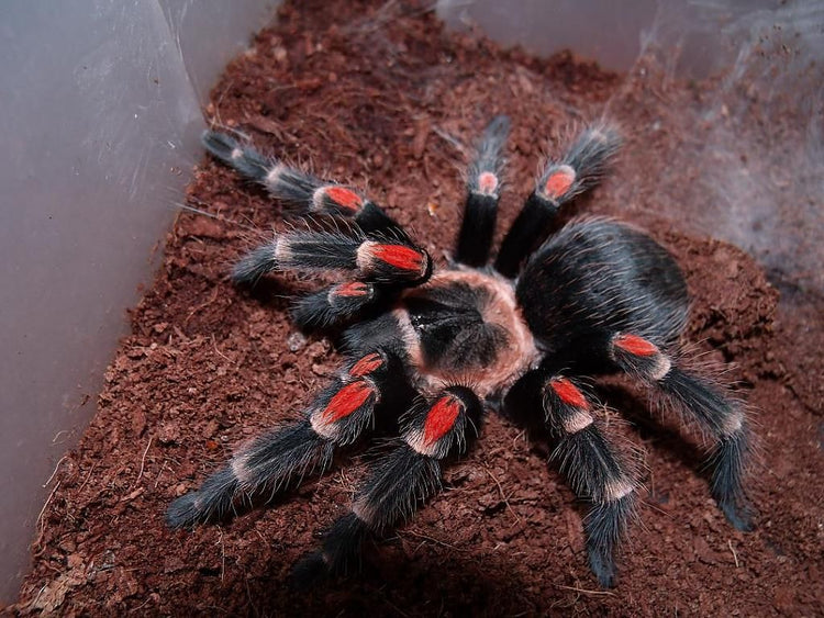 Tarantula - Mexican Flame Knee