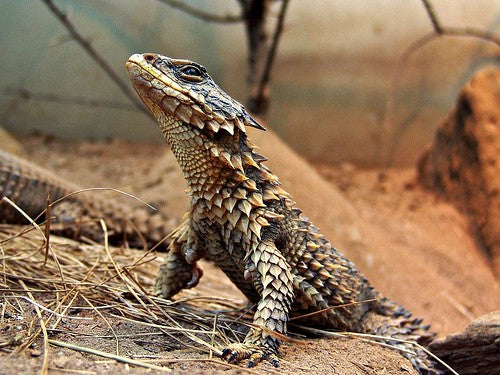 Sungazer - Giant Girdled Lizard
