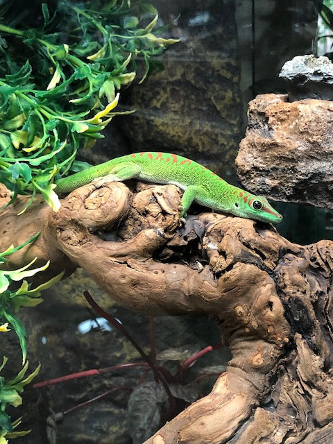 Giant Day Gecko