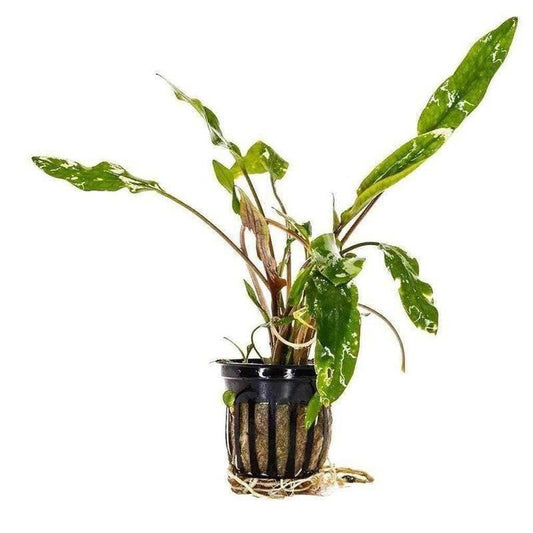 Cryptocoryne Lutea-Aquatic Plant