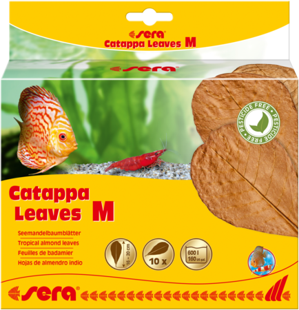 Sera catappa leaves S