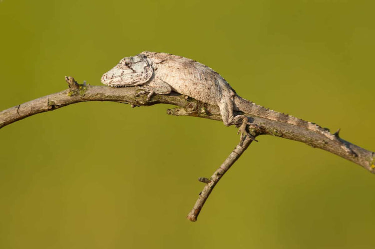 Cuban False Chameleon