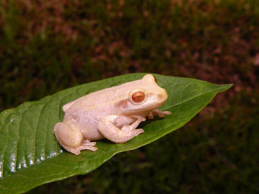 Albino Tree Frog