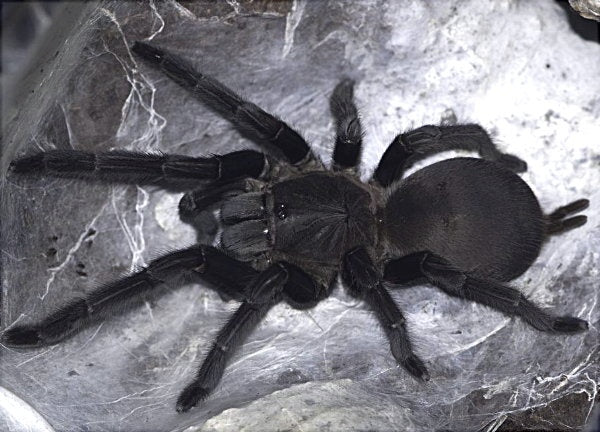 Chilobrachys dyscolus "Black"