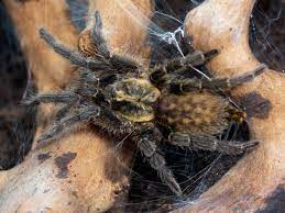 Chestnut Baboon Tarantula