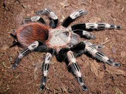 Tarantula - Brazilian Red and White