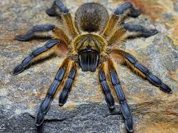 Tarantula - Golden Blue Leg Baboon