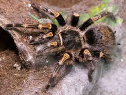 Tarantula - Chaco Golden Knee