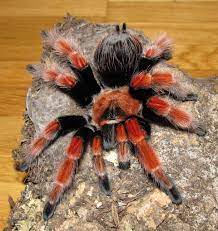 Tarantula - Mexican Fireleg