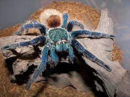 Tarantula - Greenbottle Blue