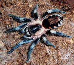 Tarantula - Peruvian Black and White