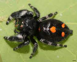 Jumping Spider