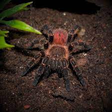 Tarantula - Gold Banded Sunburst Dwarf