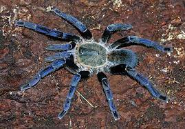 Tarantula - Cobalt Blue