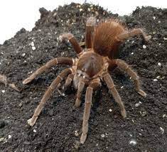 Tarantula - Rust Red Rump – Exotic Pets