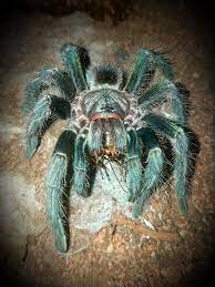 Tarantula - Gold Carapace