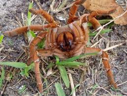 Tarantula - Cameroon Red Baboon