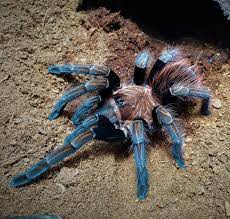 Tarantula - Boquete Birdeater