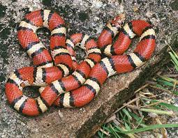 Pueblan Milk Snake