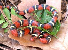 King Snake