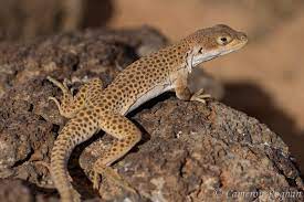 Leopard Lizard