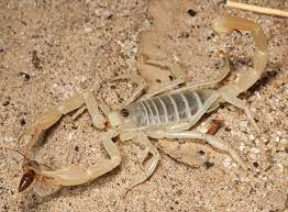 Giant Sand Scorpion
