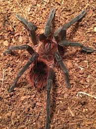 Esmereldas Birdeater