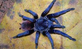 Brazilian Blue Violet Tarantula