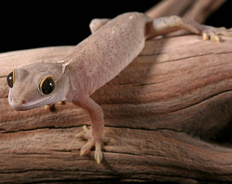 Sarasinorum Gecko