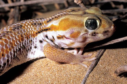 Tibetan Frog Eyed Gecko
