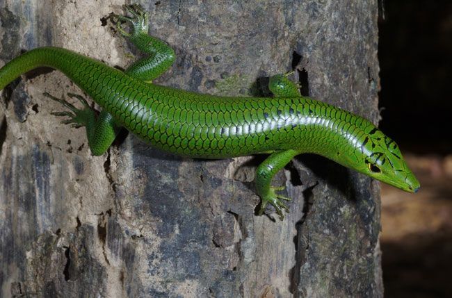 Emerald Tree Skink