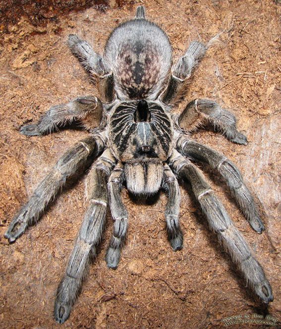 Tarantula - Straight Horn Baboon