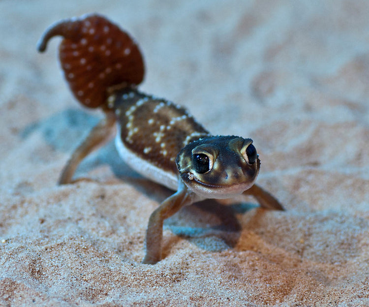 Knob-Tailed Gecko