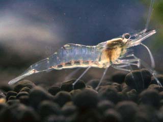 Feeder Ghost Shrimp - Dozen