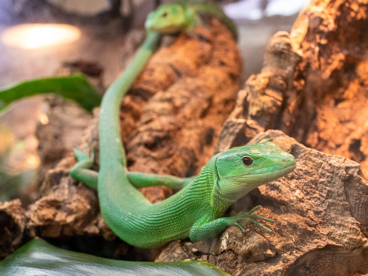 Green Keeled Lizard