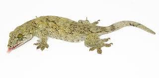 Halmahera  Gecko